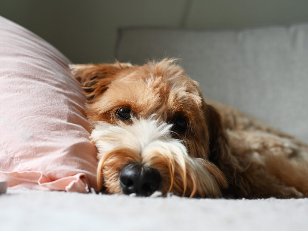 Labradoodle