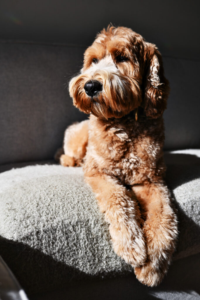 Labradoodle