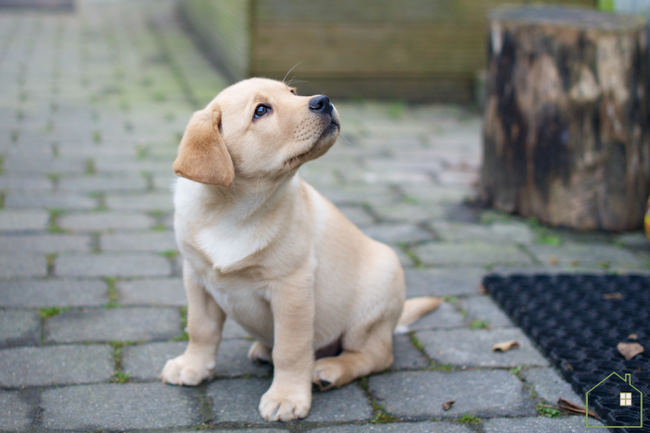 labrador pup