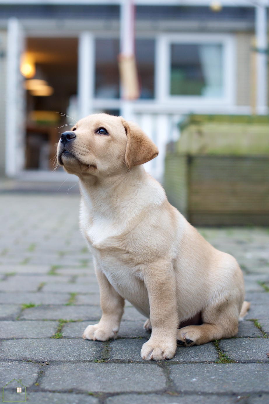 labrador pup