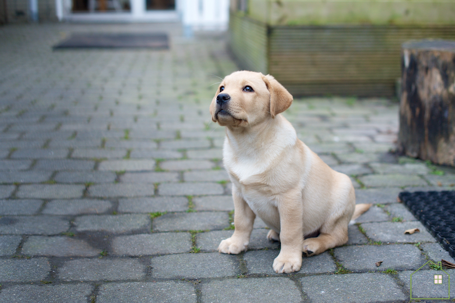 labrador pup
