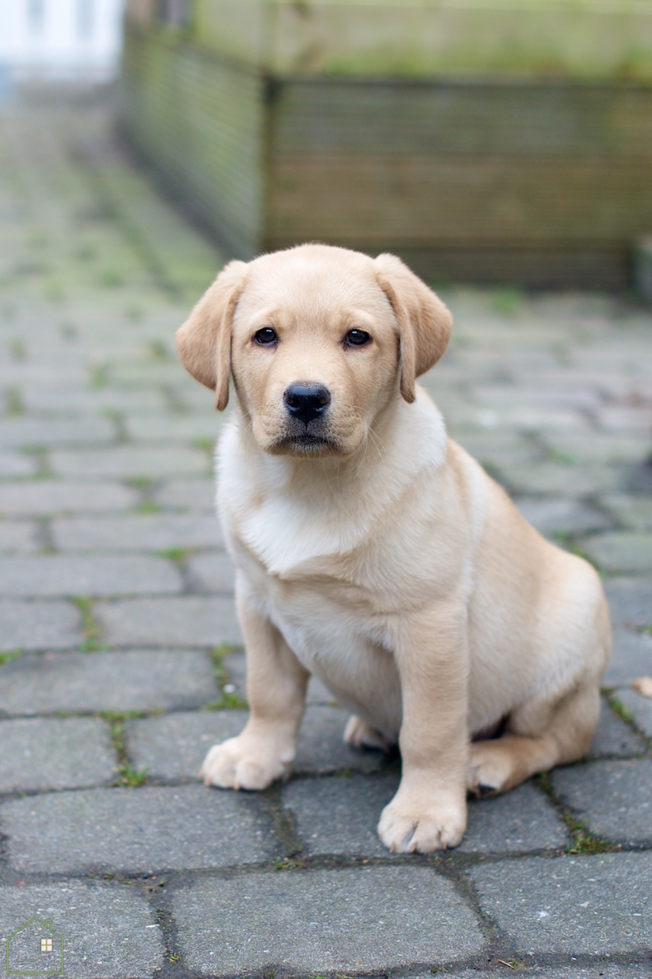 labrador pup