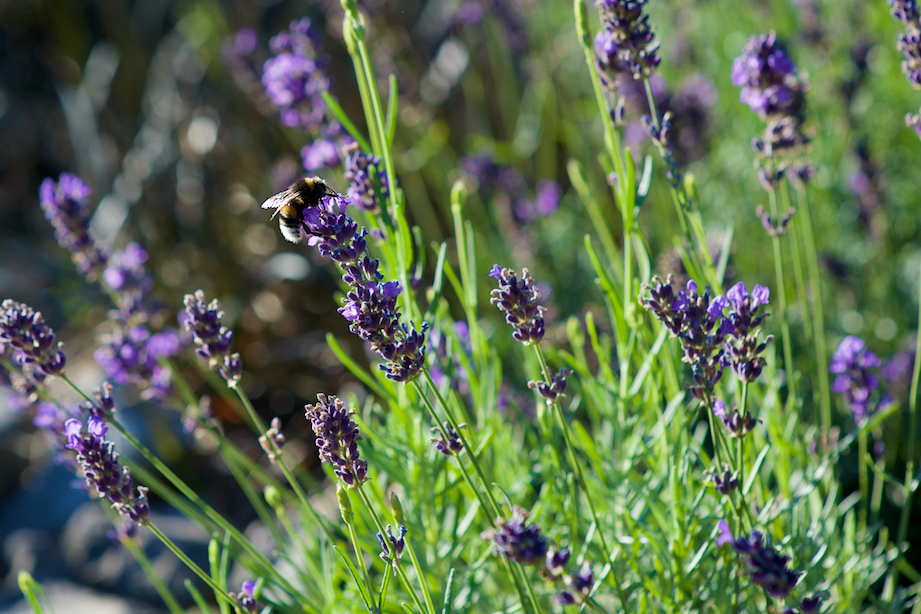 lavendel