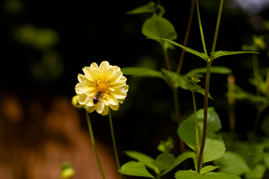 bij dahlia