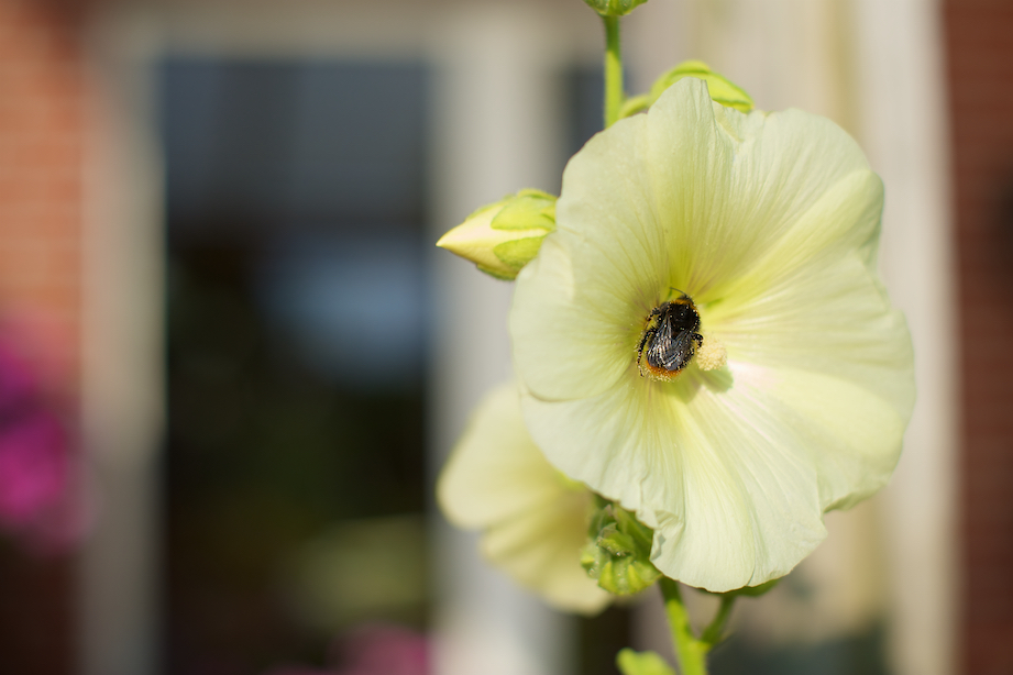 hommel stokroos