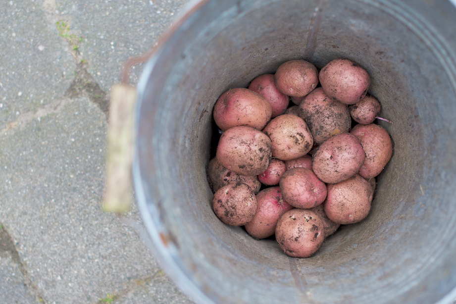 aardappelen