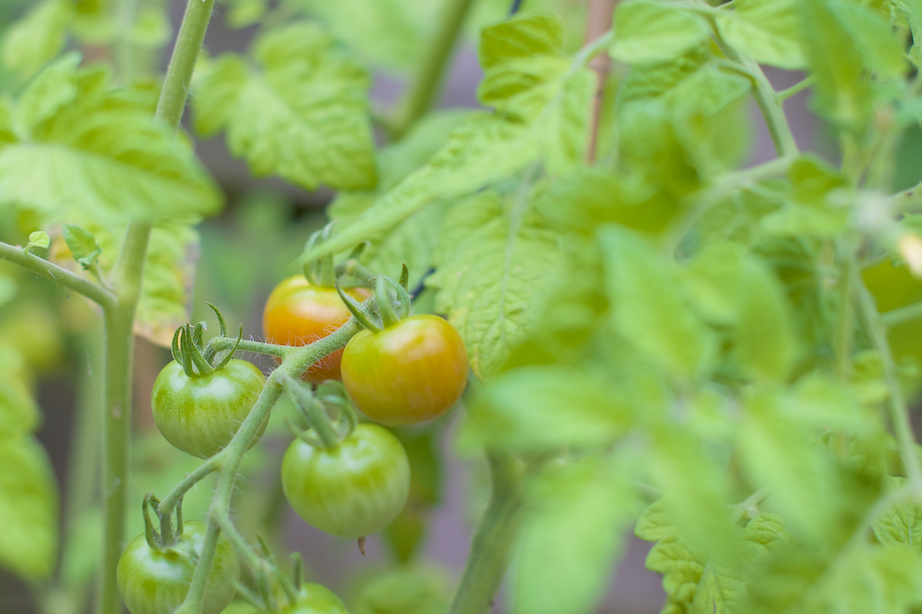 tomaten