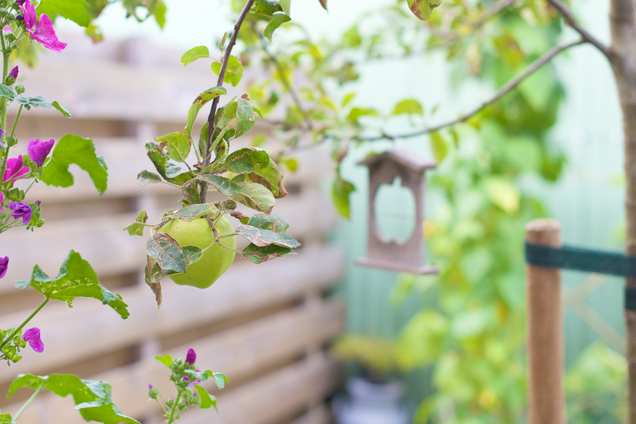 appelboom