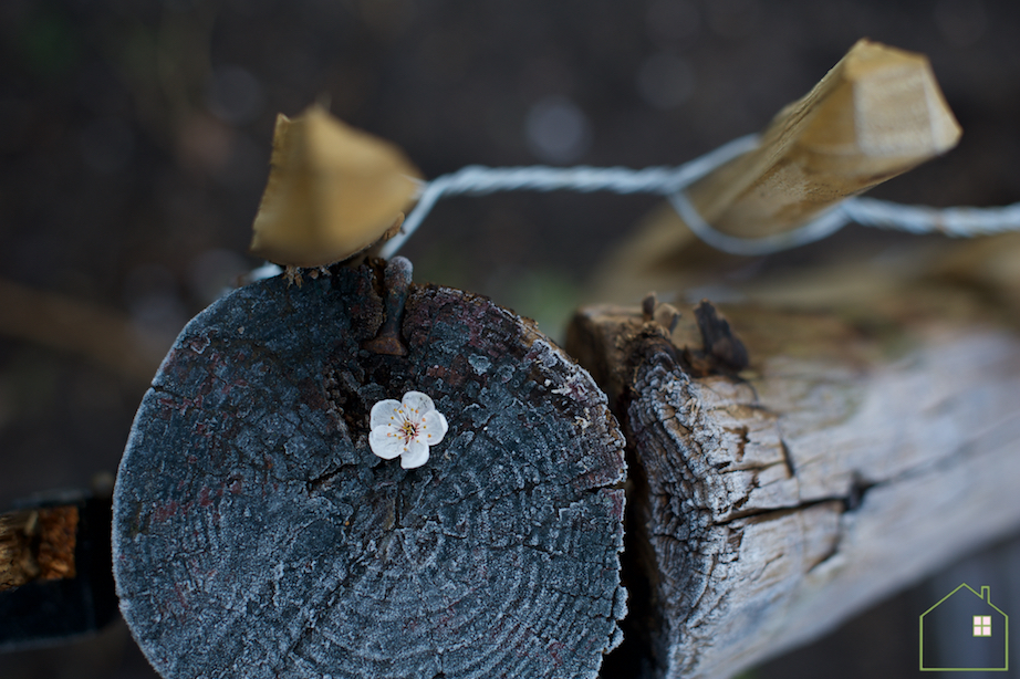 prunus
