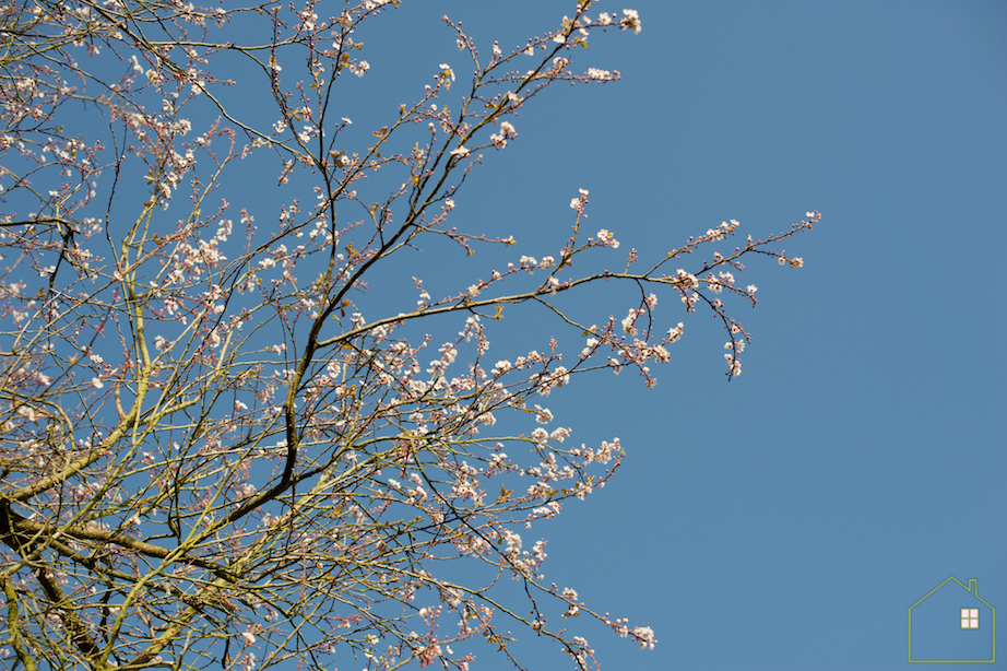prunus