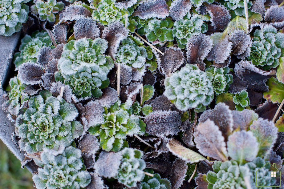 vetplantjes
